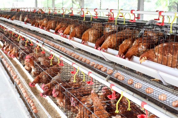 Tips Memulai Bisnis Ayam Petelur Dengan Cermat