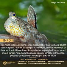 Sejarah Tembakul: Ikan Laut Air Tawar yang Tinggi Protein