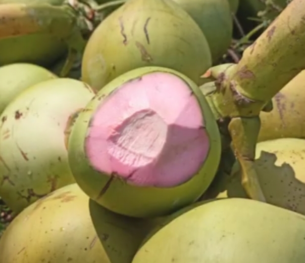 mitos kelapa tampuk merah